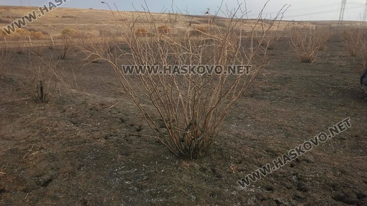 Изгоряха близо 50 декара лешници и овошки край Здравец