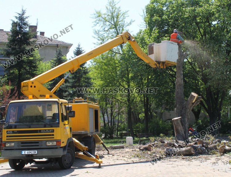 Премахнаха големия орех в парка до димитровградската библиотека