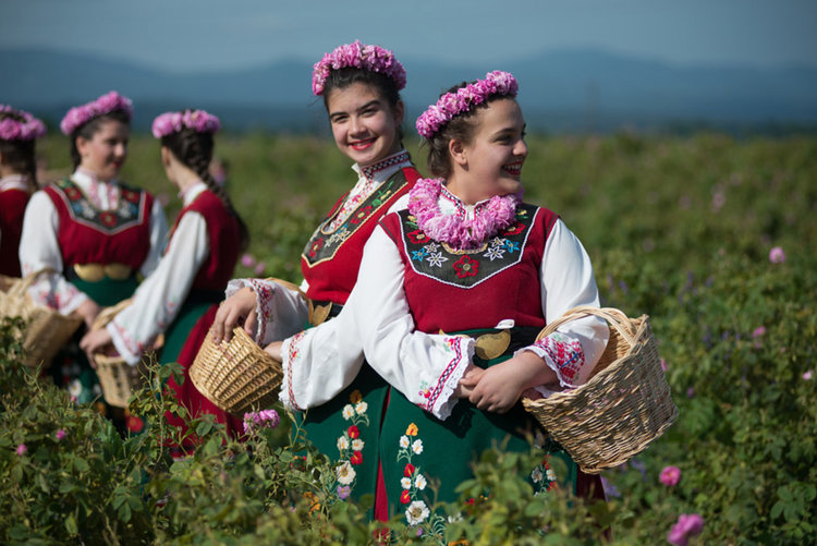 Розоберът започна