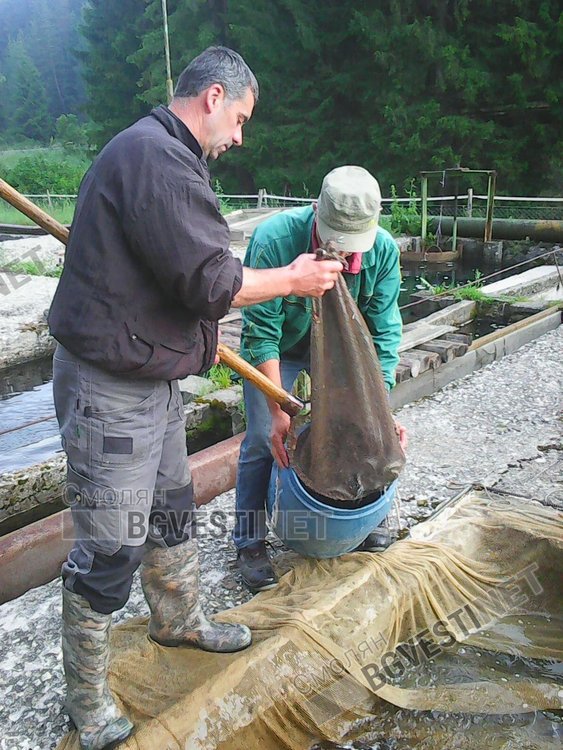44 килограма балканска пъстърва заплуваха в река Триградска