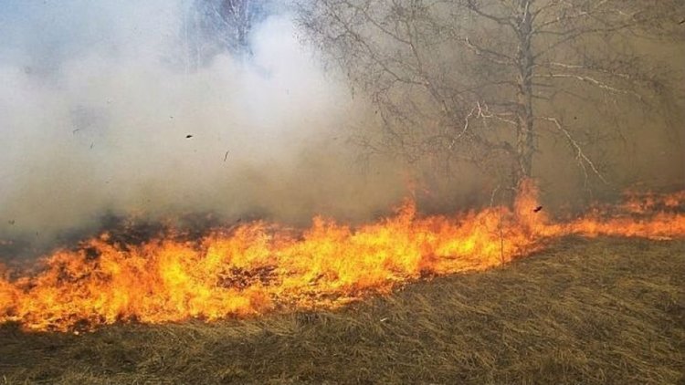 Пожар пламна в сухи треви заради човешка небрежност