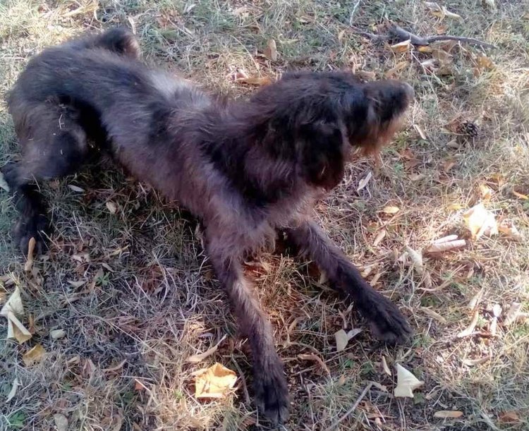 Изгубено куче търси стопанина си