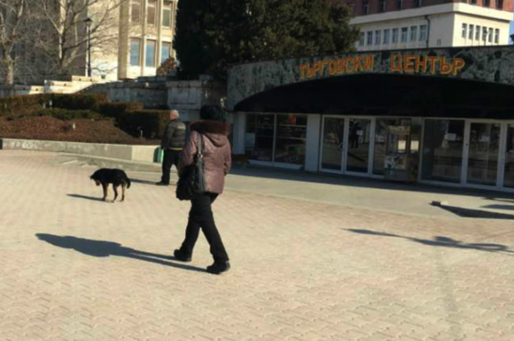 Морят улични кучета с отрова в Асеновград