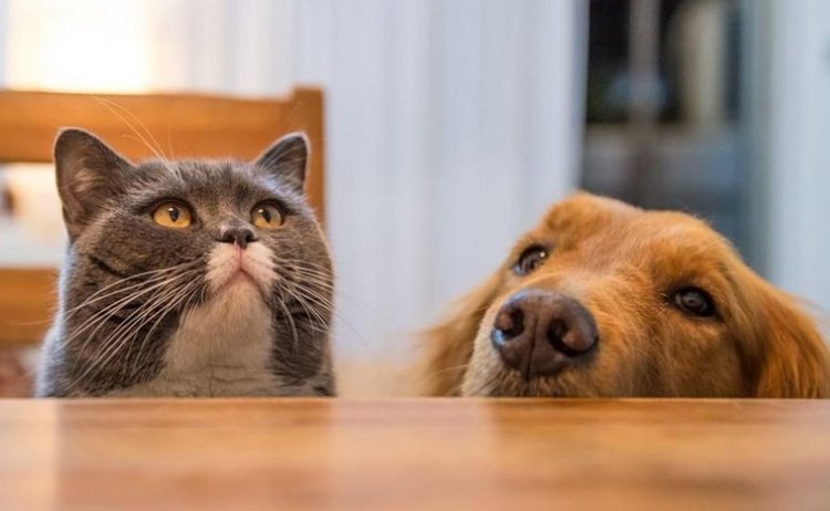 Защо кучетата гонят котките?