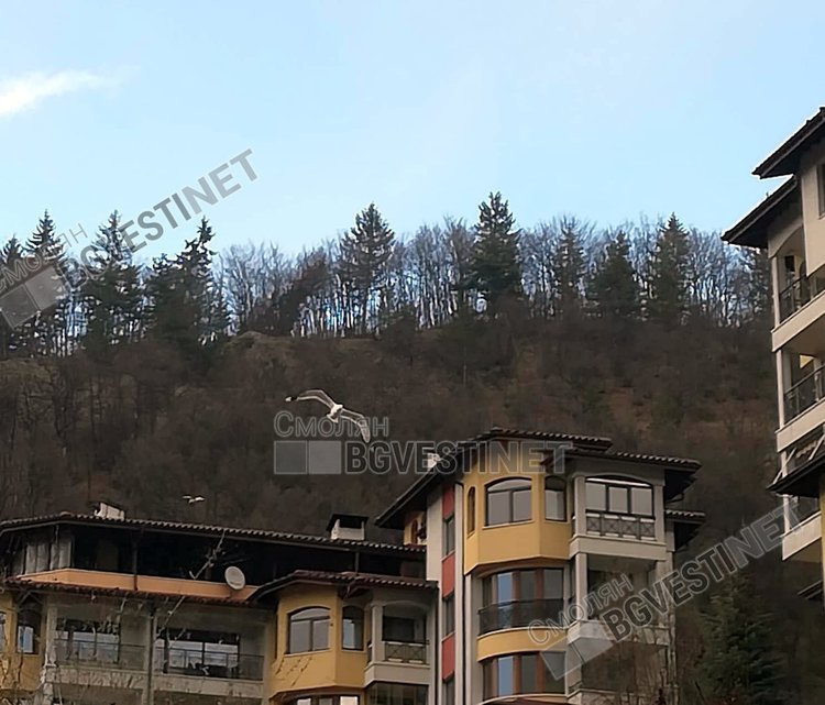 Какво правят гларуси в Смолян и защо ги наричат „летящите кучета“ на града?