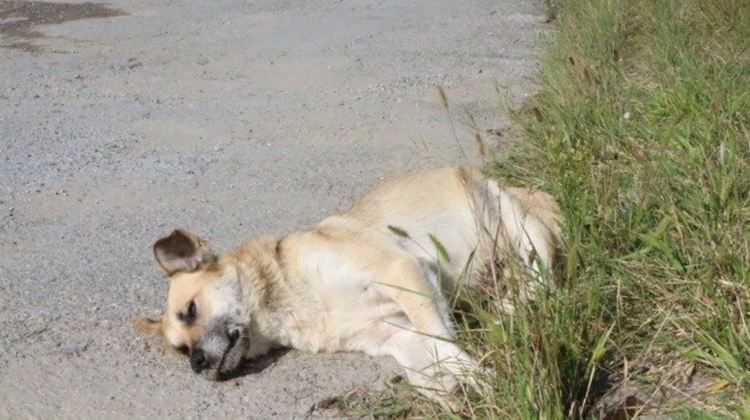Досъдебно производство за прострелване на куче е образувано в РУ-Момчилград
