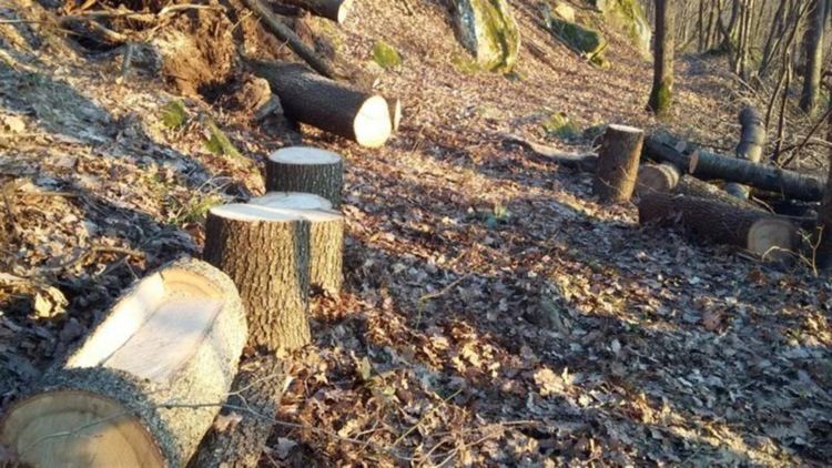 Досъдебно производство за незаконна сеч в землището на Чокманово