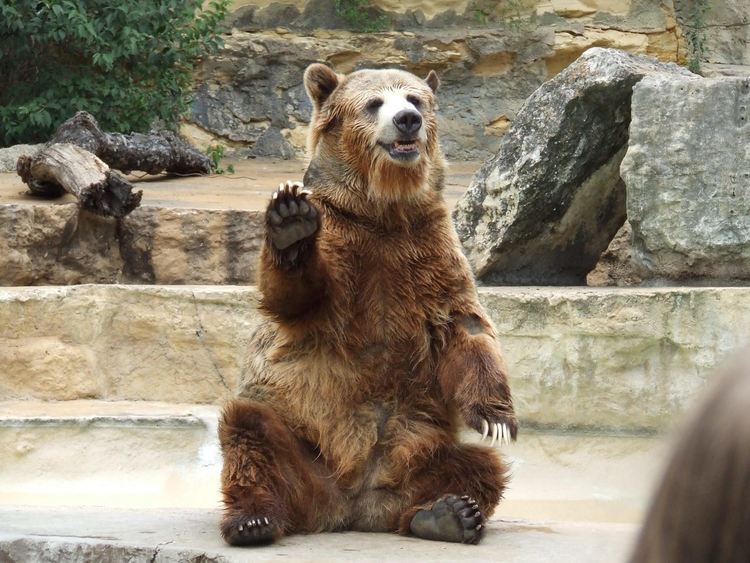 Паркът за танцуващи мечки край Белица отваря врати