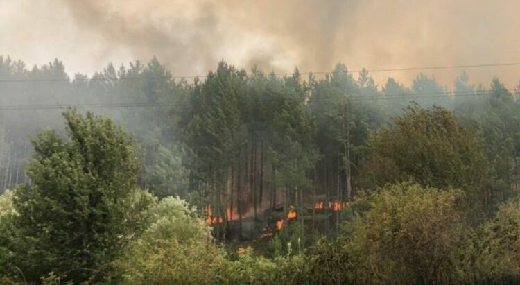Гората над Перник пламна, огънят достигна до село Големо Бучино