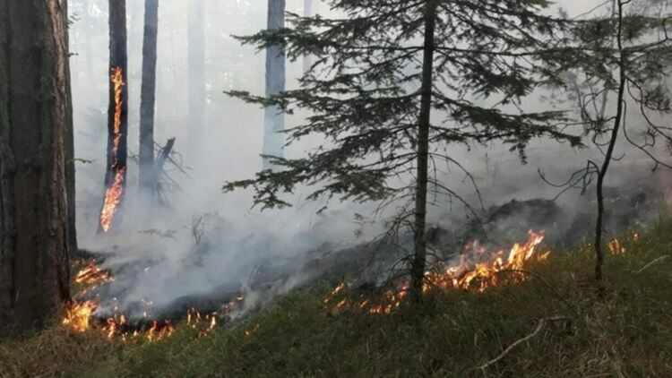 Петима смолянски пожарникари участват в гасенето на пожара над Югово