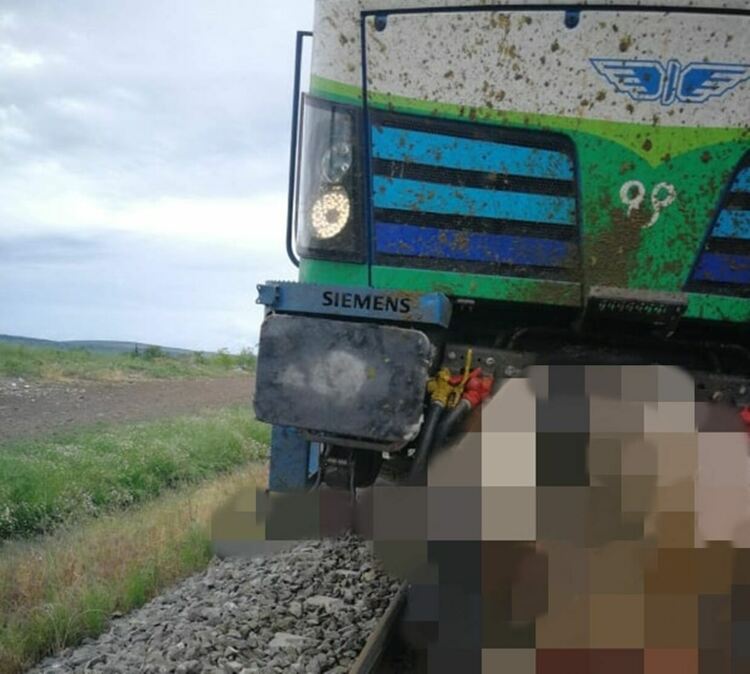Бърз влак блъсна стадо крави