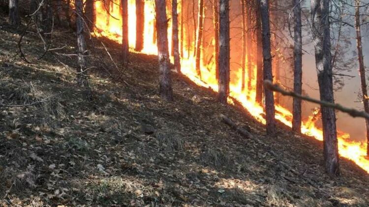 В Старцево горя сеновал,спасиха 5 декара смесена гора