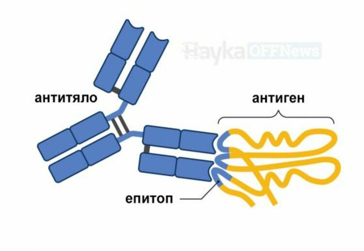 Защо не се признава наличието на антитела наравно с ваксинацията? Отговори на въпроси за антителата от д-р Димов