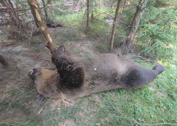 Открита е мъртва мечка в района на Доспат
