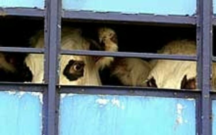 Нерегламентиран превоз на животни установиха полицаи на входа на Момчилград