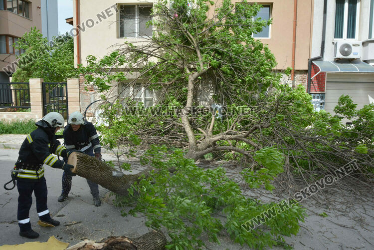  Вятърът стовари част от дърво върху къща
