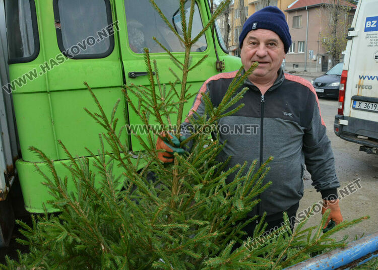 Живи елхи вече продават на пазара в Хасково 