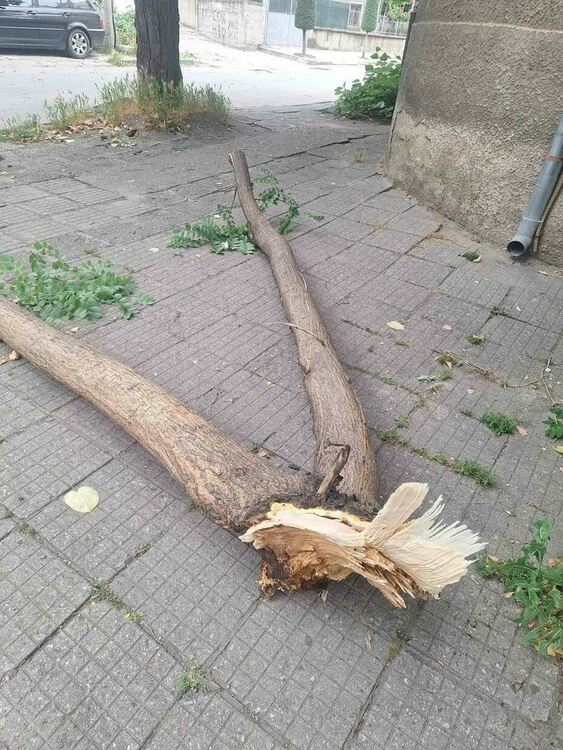 Голям клон от дърво падна на ул. "Борис Сарафов"
