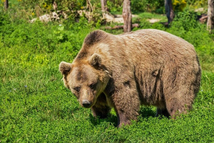 Екоинспектори извършиха 10 проверки на щети нанесени от мечки в Смолянско през юни